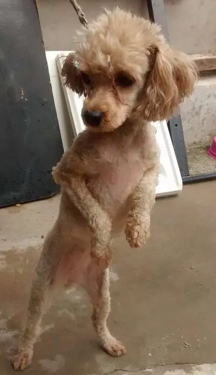 Cachorro ra a Poodle Toy idade 2 anos nome Meg