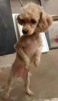 Meg