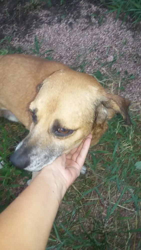 Cachorro ra a VIRA LATAS COM ORGULHO idade 5 anos nome PADANG 