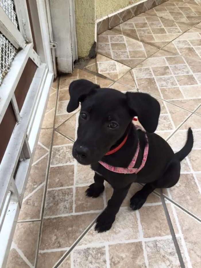 Cachorro ra a Indefinida idade 2 a 6 meses nome não possui