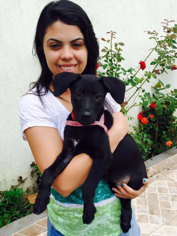 Cachorro ra a Indefinida idade 2 a 6 meses nome não possui