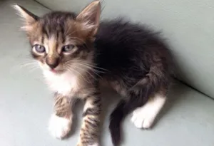 Gato raça  idade 2 a 6 meses nome ainda não tem nome