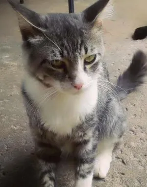 Gato raça  idade 7 a 11 meses nome Fred