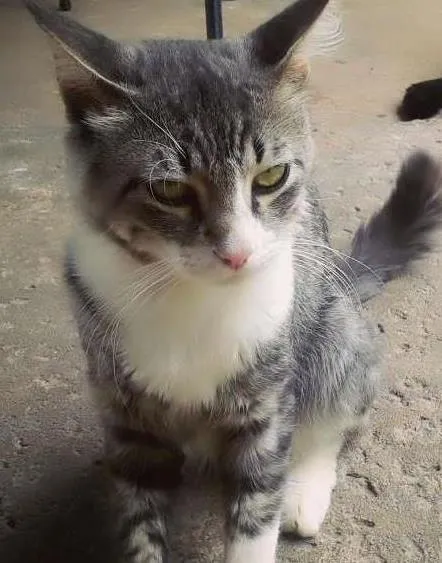 Gato ra a  idade 7 a 11 meses nome Fred