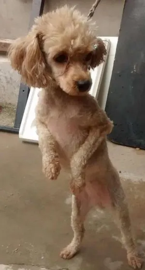 Cachorro raça Poodle Toy idade 2 anos nome Meg