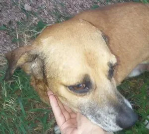 Cachorro raça VIRA LATAS COM ORGULHO idade 5 anos nome PADANG 