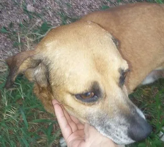 Cachorro ra a VIRA LATAS COM ORGULHO idade 5 anos nome PADANG 
