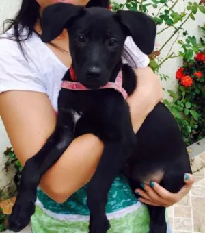 Cachorro raça Indefinida idade 2 a 6 meses nome não possui