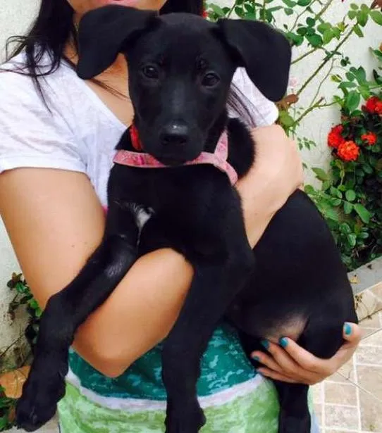 Cachorro ra a Indefinida idade 2 a 6 meses nome não possui