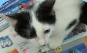 Gato raça SRD idade 2 a 6 meses nome Ted e Leo