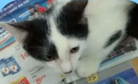 Gato ra a SRD idade 2 a 6 meses nome Ted e Leo