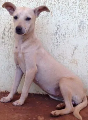 Cachorro raça SRD idade  nome Dolly