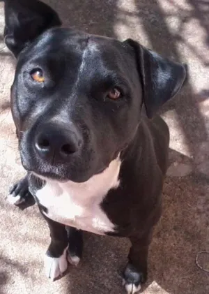 Cachorro raça Pitbull idade  nome Thor