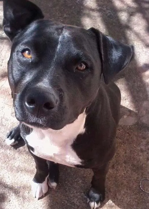 Cachorro ra a Pitbull idade  nome Thor