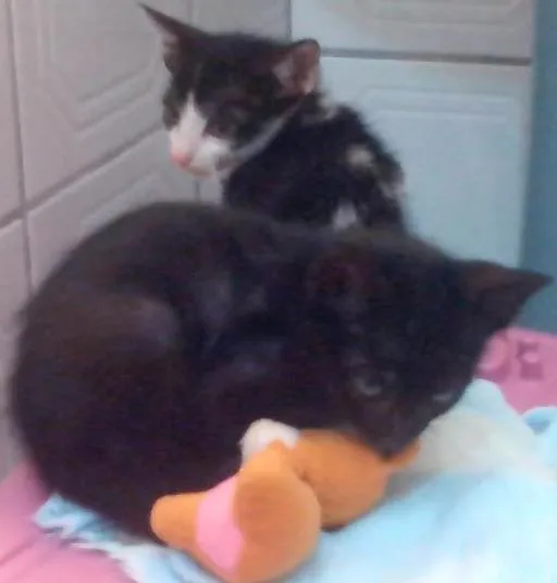 Gato ra a SRD idade Abaixo de 2 meses nome Juninho