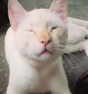 Gato raça  idade 7 a 11 meses nome Loiro