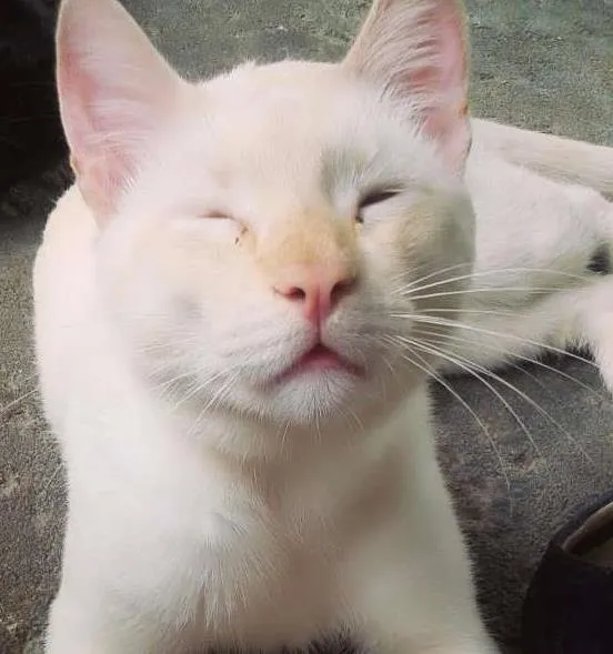 Gato ra a  idade 7 a 11 meses nome Loiro