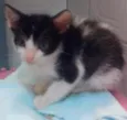 Miau