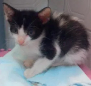 Gato raça SRD idade Abaixo de 2 meses nome Miau