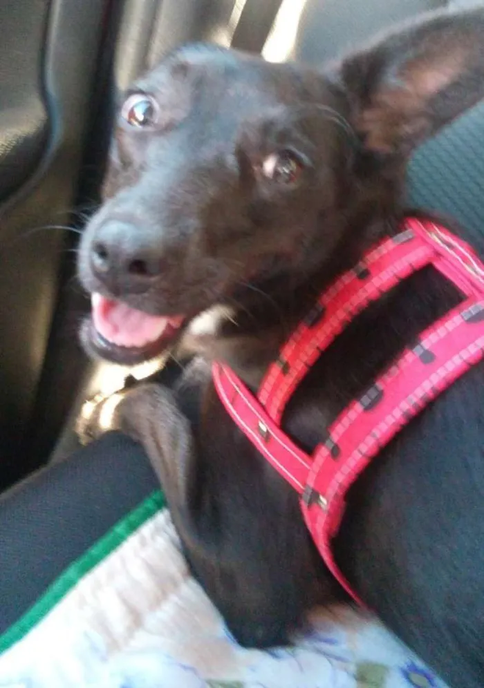 Cachorro ra a SRD idade 1 ano nome Neguinha