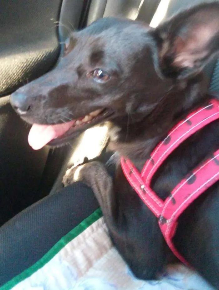 Cachorro ra a SRD idade 1 ano nome Neguinha