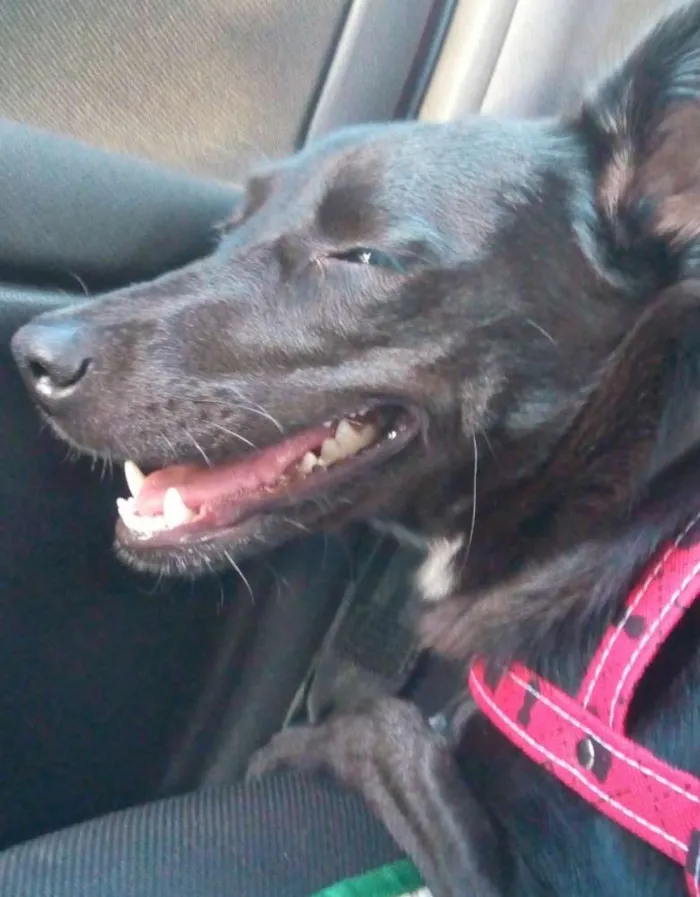 Cachorro ra a SRD idade 1 ano nome Neguinha