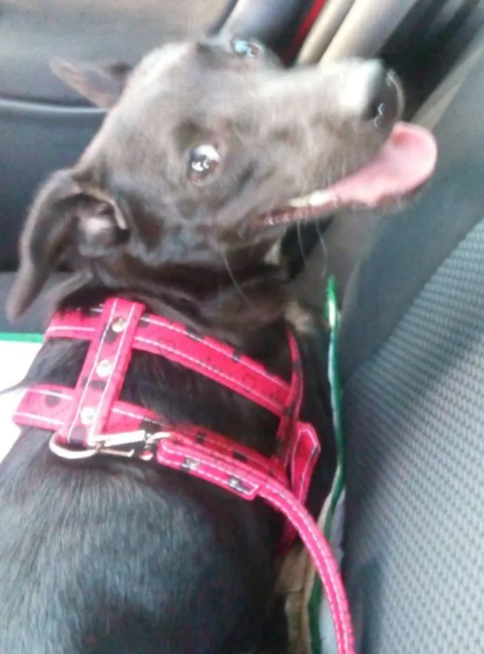 Cachorro ra a SRD idade 1 ano nome Neguinha