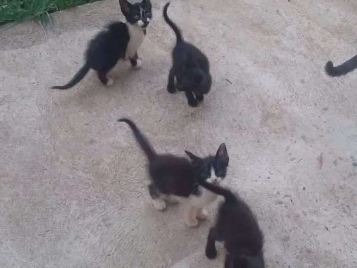 Gato ra a  idade Abaixo de 2 meses nome Sem Nome