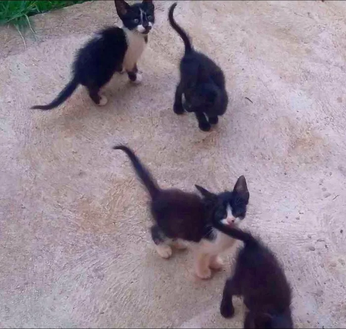 Gato ra a  idade Abaixo de 2 meses nome Sem Nome