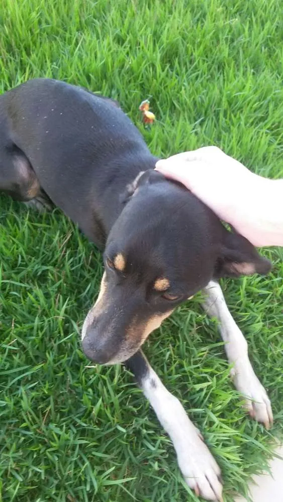 Cachorro ra a Indefinida idade 1 ano nome Cacau