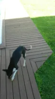Cacau