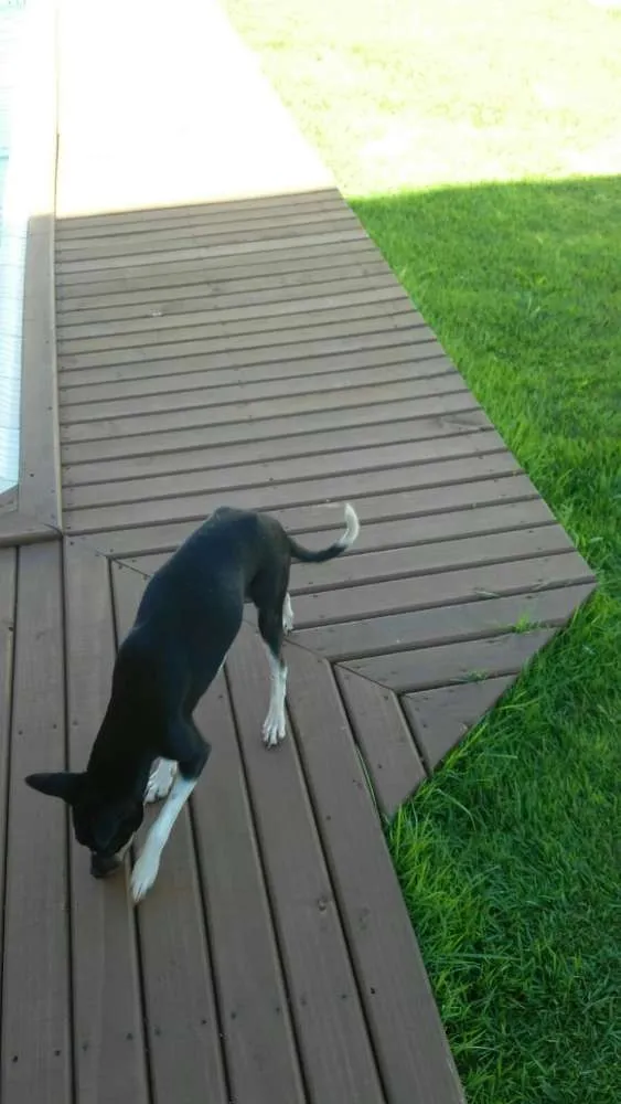 Cachorro ra a Indefinida idade 1 ano nome Cacau