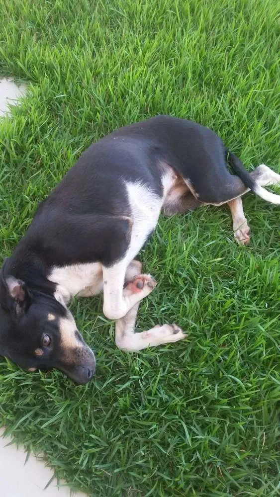Cachorro ra a Indefinida idade 1 ano nome Cacau