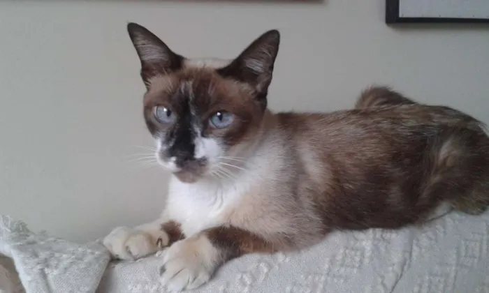 Gato ra a srd idade 5 anos nome sem nome