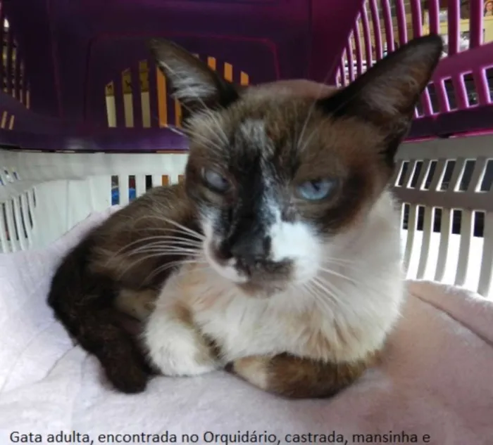 Gato ra a srd idade 5 anos nome sem nome