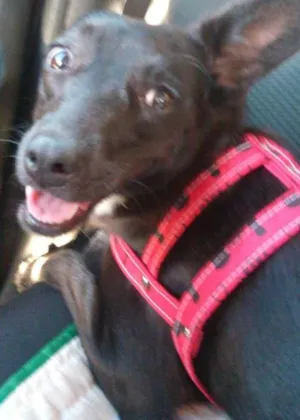 Cachorro raça SRD idade 1 ano nome Neguinha