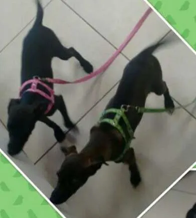 Cachorro ra a srd idade 2 a 6 meses nome Feijoada