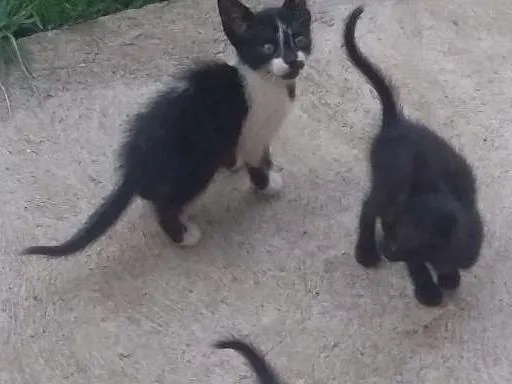 Gato ra a  idade Abaixo de 2 meses nome Sem Nome