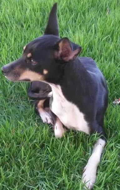 Cachorro ra a Indefinida idade 1 ano nome Cacau