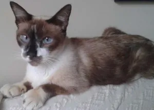 Gato raça srd idade 5 anos nome sem nome