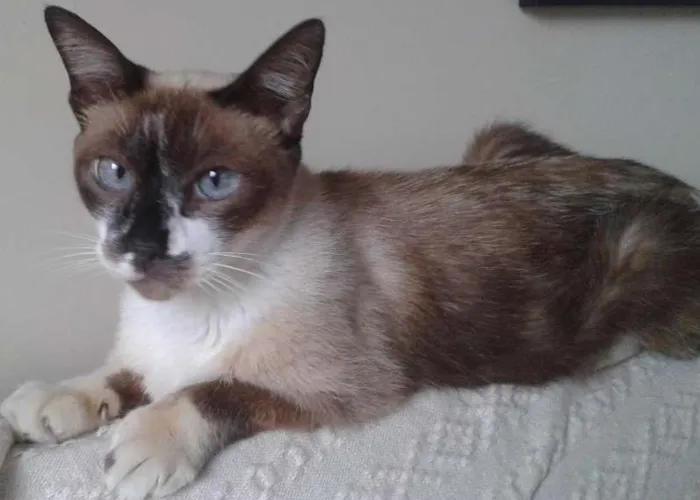Gato ra a srd idade 5 anos nome sem nome