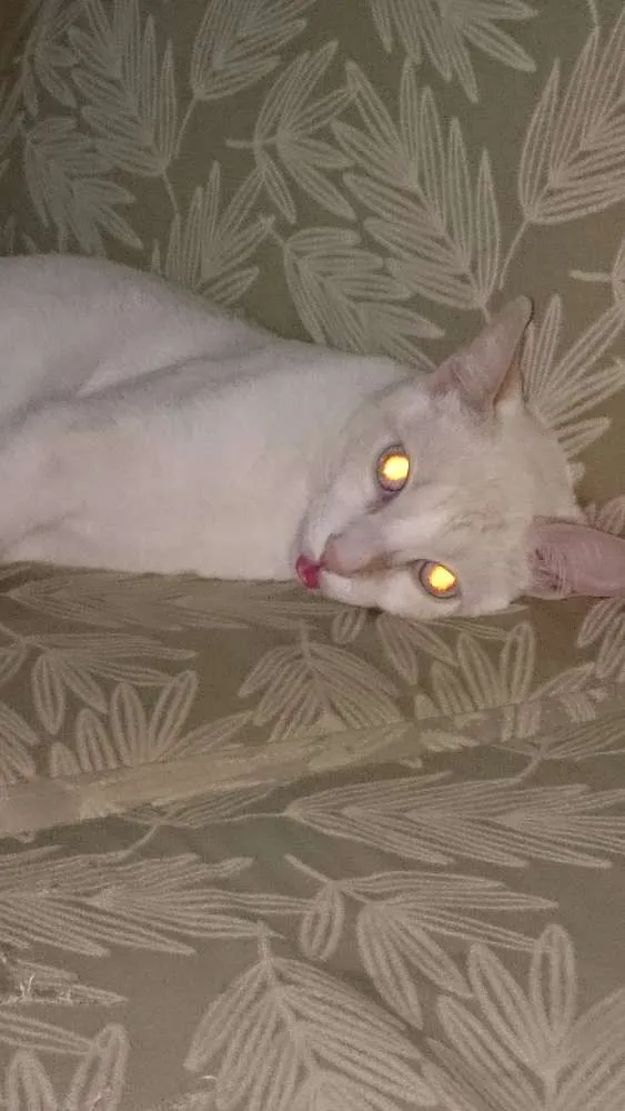Gato ra a Sem raça idade 1 ano nome Filipe