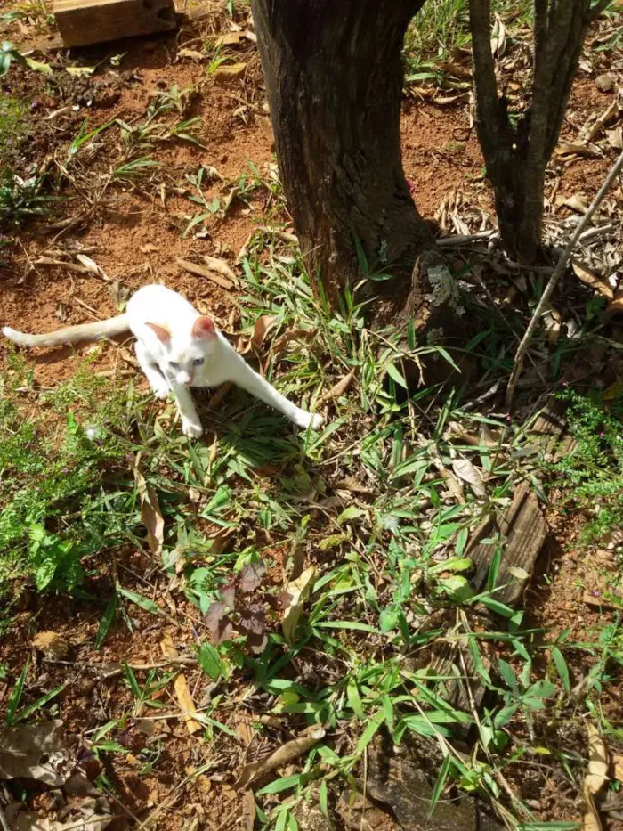 Gato ra a Sem raça idade 1 ano nome Filipe