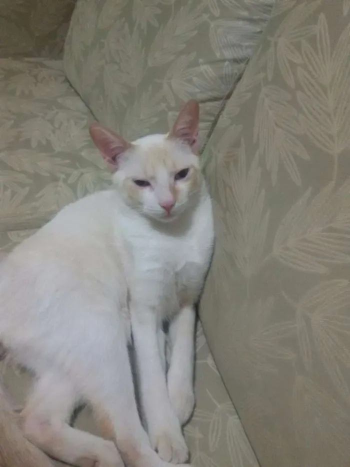 Gato ra a Sem raça idade 1 ano nome Filipe