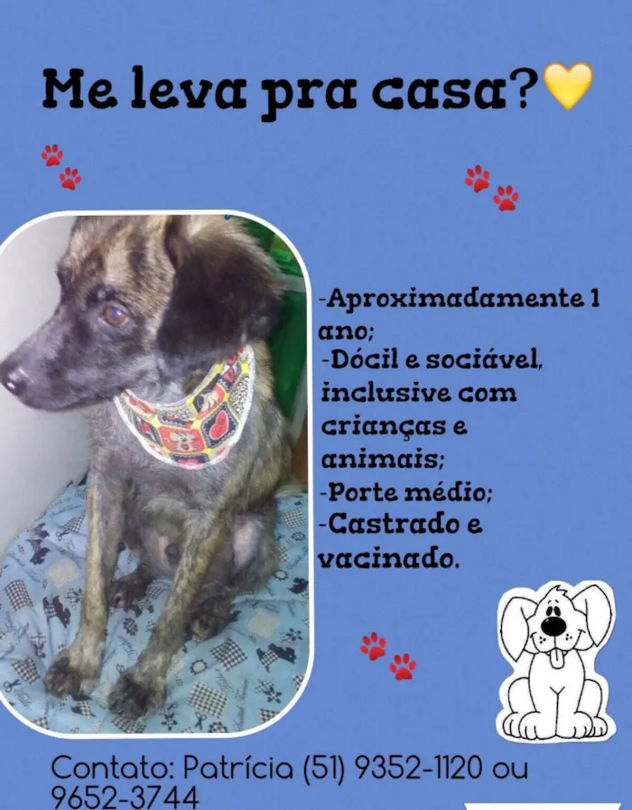 Cachorro ra a Vira lata idade  nome Guri