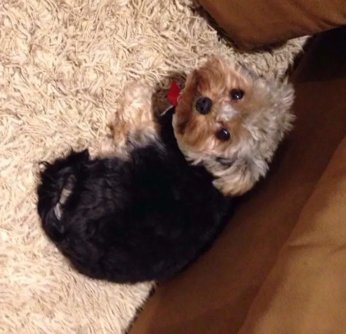 Cachorro ra a Yorkshire idade 1 ano nome Lolly