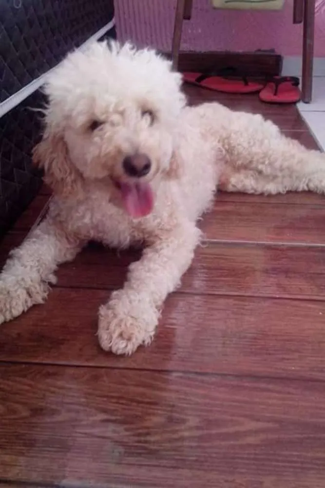 Cachorro ra a Poodle idade 1 ano nome Jack