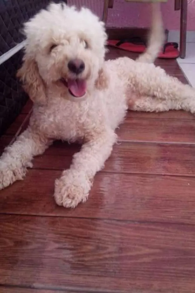 Cachorro ra a Poodle idade 1 ano nome Jack