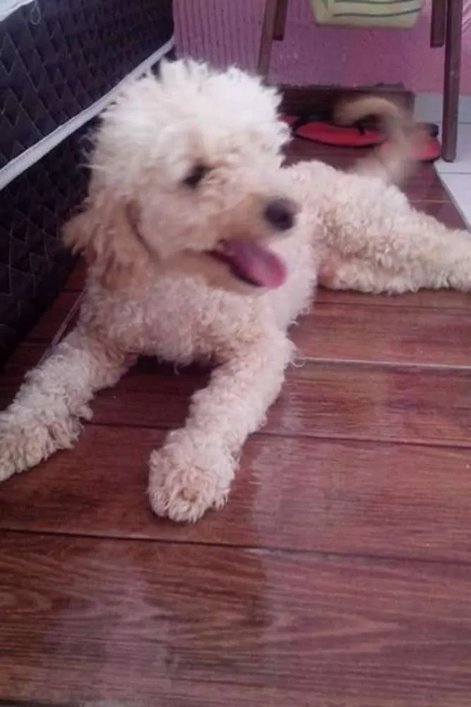 Cachorro ra a Poodle idade 1 ano nome Jack