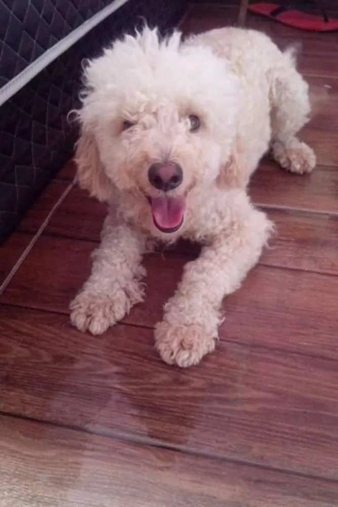 Cachorro ra a Poodle idade 1 ano nome Jack
